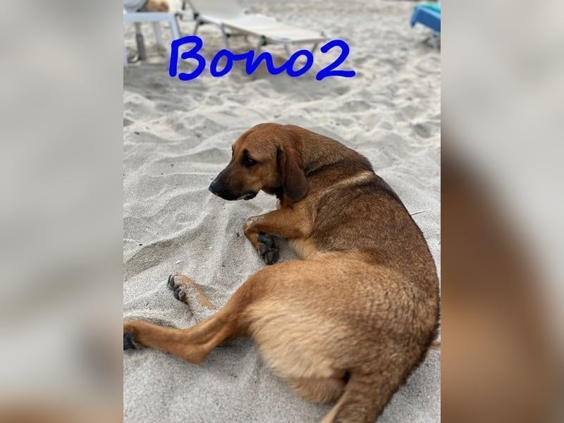 Bono2 geb. 10/2024 (GRC) - entspannter und menschenbezogener Junghund!