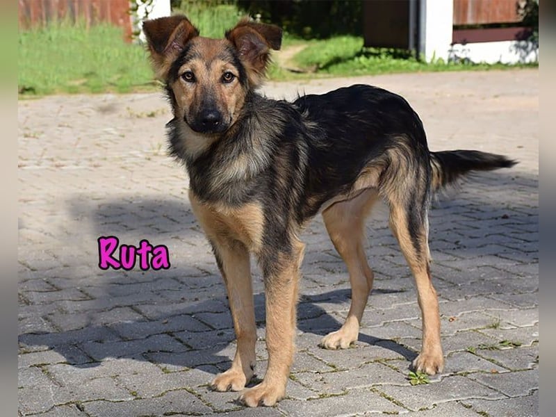 Ruta geb. 01/2025 - gehorsame und fröhliche, wunderschöne Junghündin!