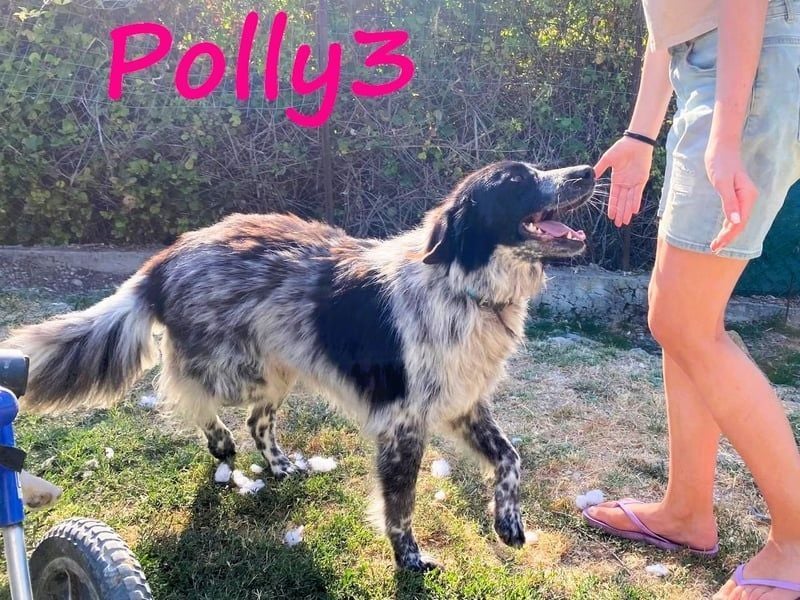 Polly3 geb. 05/2023 (GRC) - neugierige und freundliche, wunderschöne Hündin!