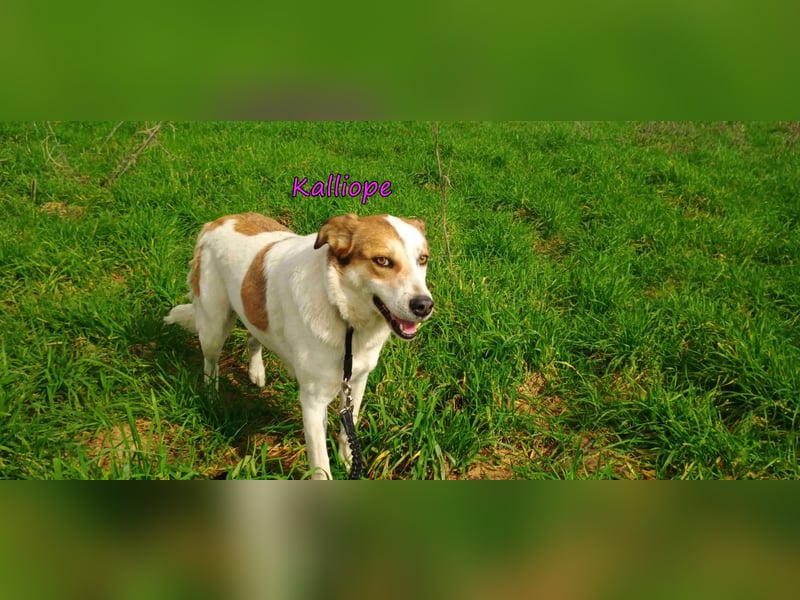 Kalliope geb. 12/2023 (GRC) - liebe, sensible und aktive Prinzessin sucht ihre Für-immer-Familie!