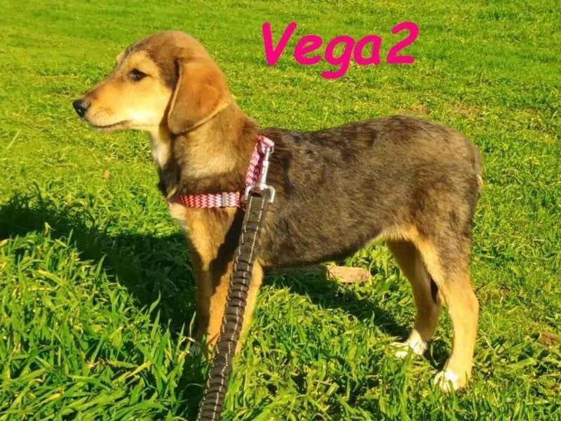 Vega2 geb. 08/2025 (GRC) - zärtliche und anhängliche Welpin!