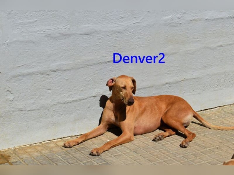 Denver2 geb. 02/2025 (ESP) - verspielter Viszla-Mix sucht Pflegestelle oder liebes Zuhause!