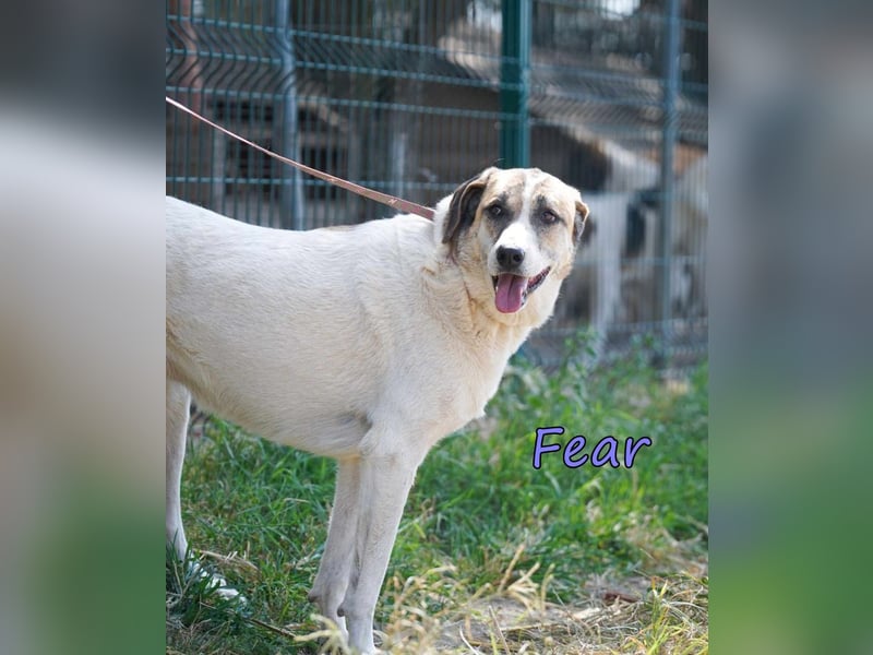Fear geb. 09/2020 (GRC) Freundliche Hündin sucht Menschen mit Geduld und Liebe