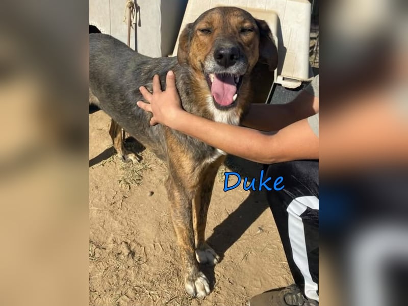 Duke geb. 02/2021 (GRC) - sensibler Rüde möchte endlich das Tierheim verlassen!