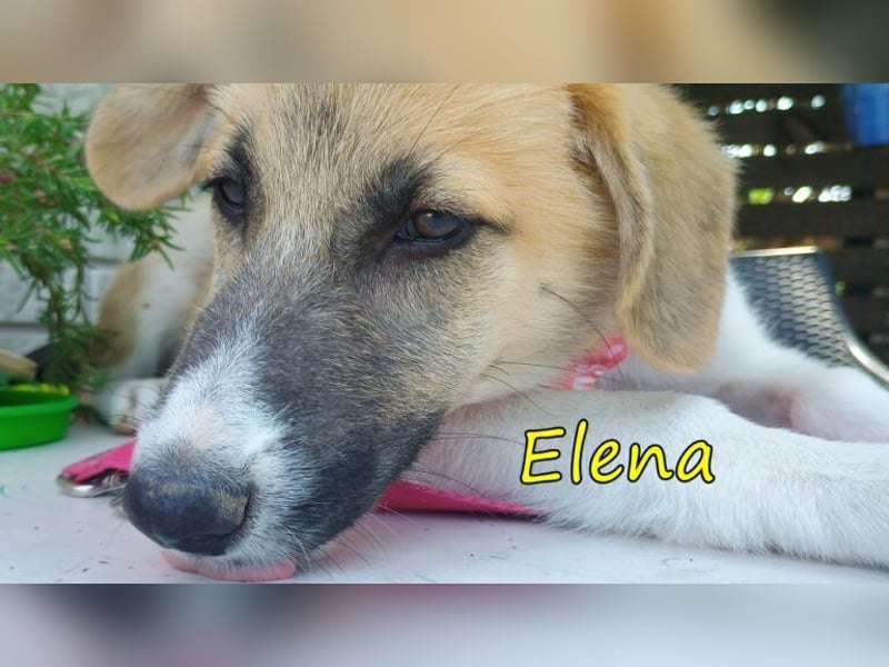 Elena geb. 04/2026 (GRC) - wunderbares Hundemädchen sucht wunderbares Zuhause!