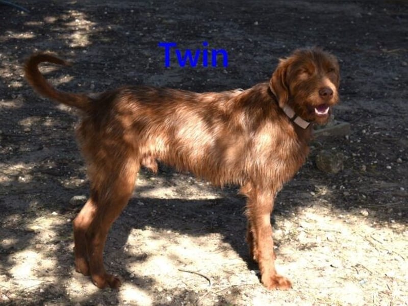 Twin geb. 01/2024 (ESP) - verschmuster und menschenbezogener Hundekumpel!