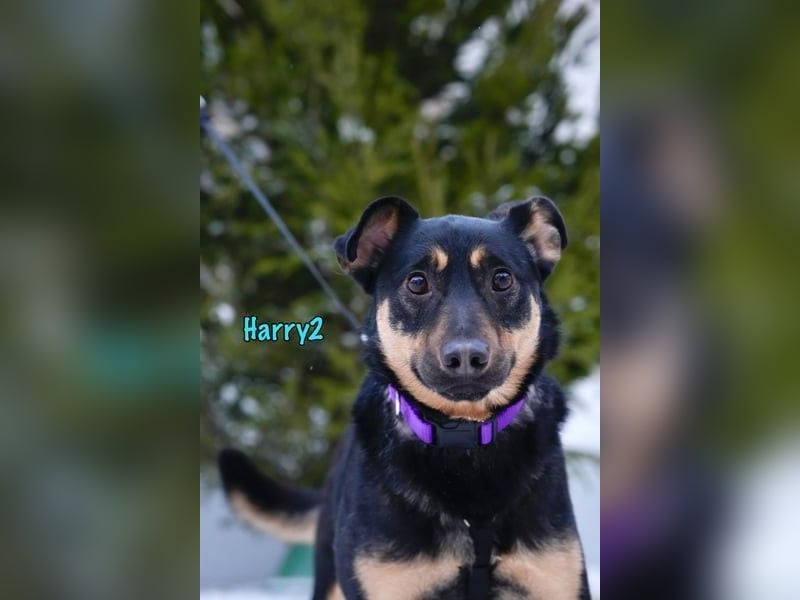 Harry2 geb. 12/2021 - ein Engel auf 4 Pfoten!