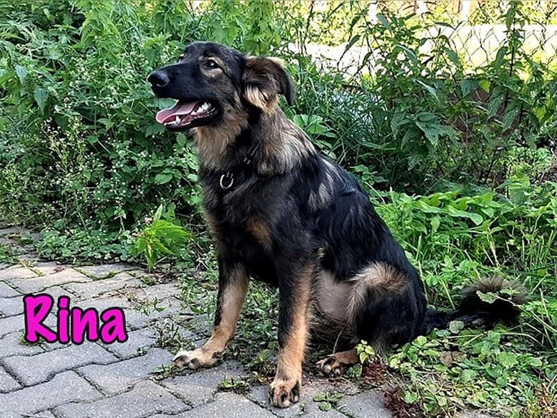 Rina geb. 01/2025 - charmante und verspielte, hübsche Welpin!