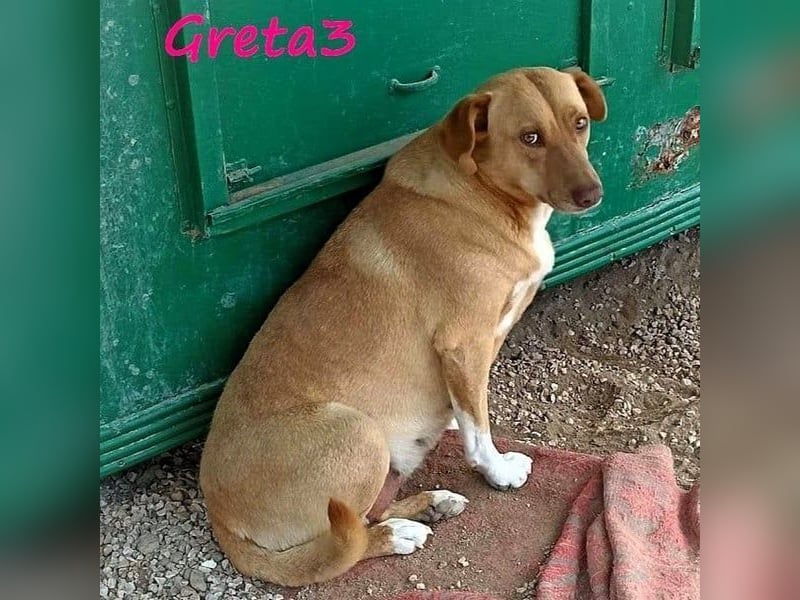 Greta3 geb. 05/2019 (GRC) - freundliche und schüchterne Schönheit will endlich ankommen!