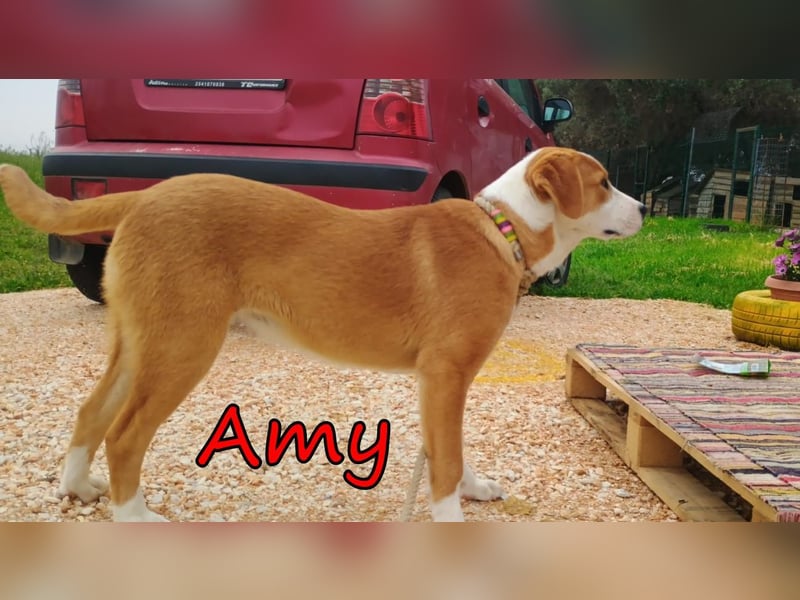 Amy geb. 11/2025 (GRC) - soziale + glückliche Maus sucht ihre eigene Familie!