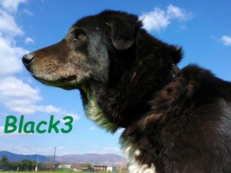 Black3 geb. 03/2019 (GRC) - sanfter, liebevoller und verschmuster Rüde!