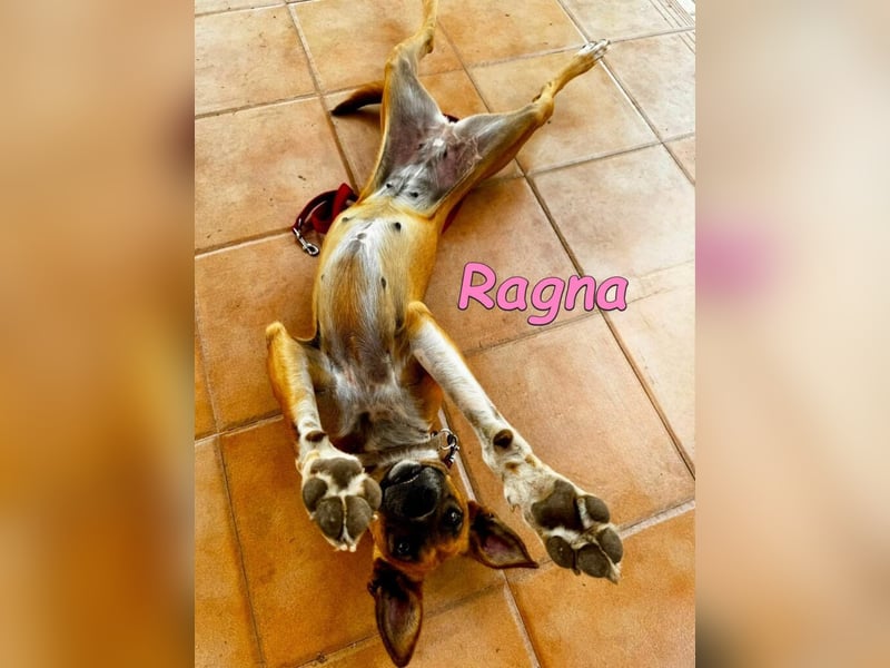 Ragna geb. 01/2025 (ESP) - gutgelaunte, freundliche Junghündin auf der Suche!
