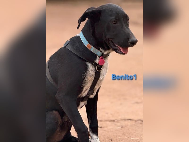 Benito1 geb. 05/2025 (ESP) - liebevoller, mutiger und loyaler Welpe!