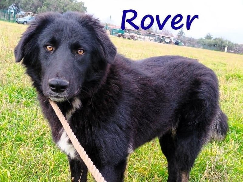 Rover geb. 04/2024 (GRC) - ruhiger, geselliger und liebenswerter Junghund!