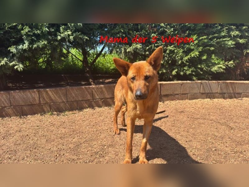 Cleo2 geb. 01/2025 (GRC) - freundliche Junghündin sucht ihr Körbchen!