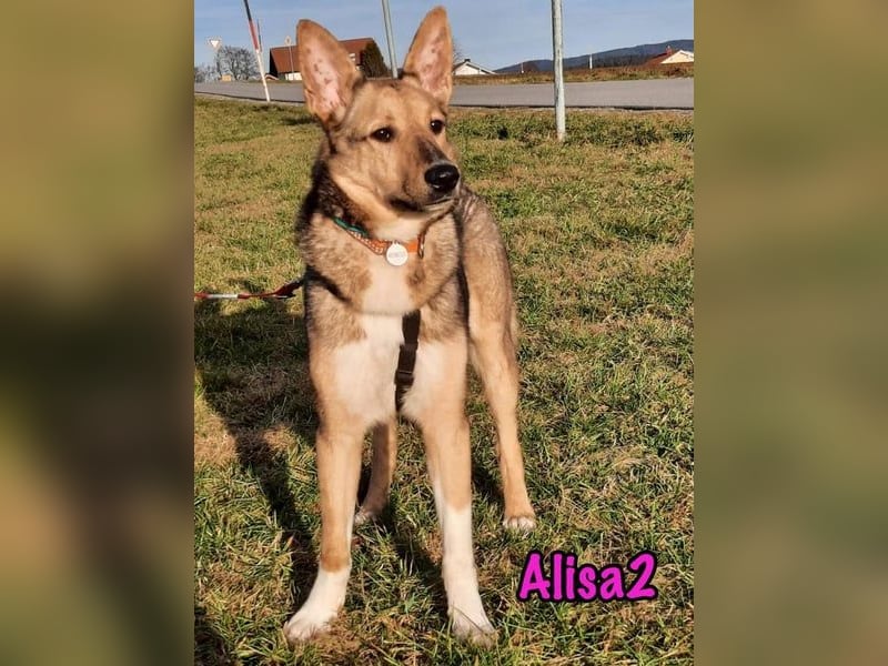 Alisa2 geb. 01/2022 (in Deutschland) - lebensfrohe und sensible Hündin!