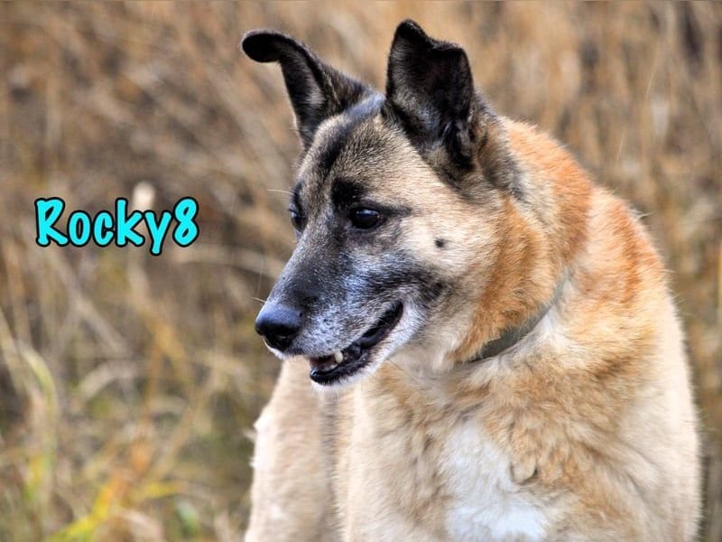 Rocky8 geb. 01/2016 - lebensfroher, geselliger und anschmiegsamer Gentleman sucht sein Happy End!