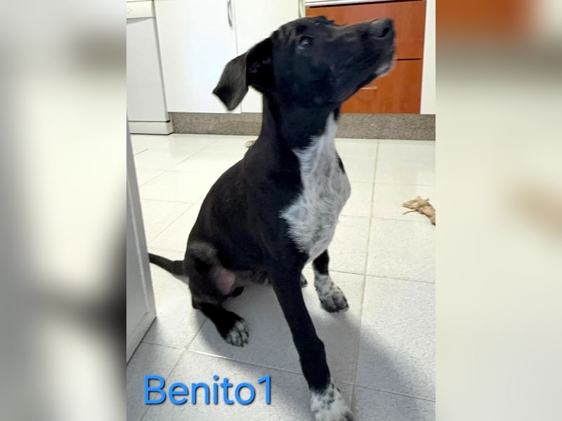 Benito1 geb. 05/2025 (ESP) - liebevoller, mutiger und loyaler Junghund!
