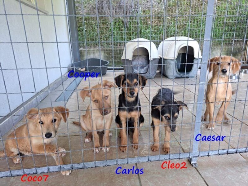 Cleo2 geb. 01/2025 (GRC) - freundliche Junghündin sucht ihr Körbchen!