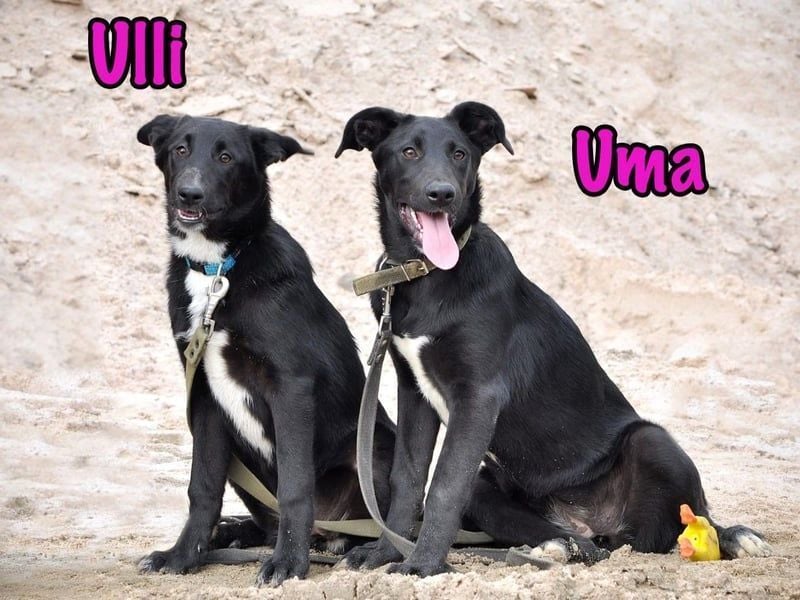 Uma geb. 03/2025 - freundliche und liebevolle Junghündin!