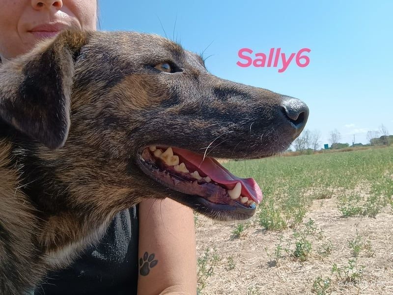 Sally6 geb. 2020 (GRC) - sanftmütige, ruhige und liebenswerte, wunderschöne Hündin!