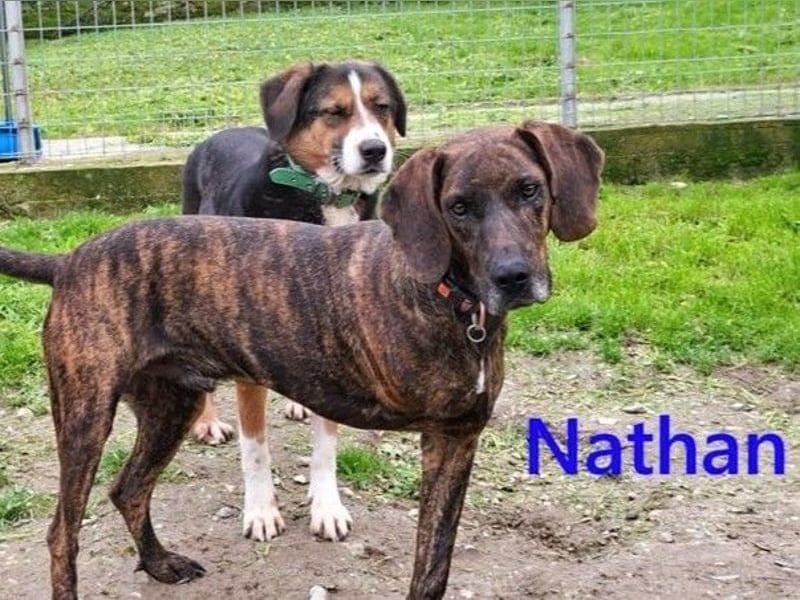 Nathan geb. 01/2022 (GRC) - verspielter, charmanter und wunderschöner Rüde!