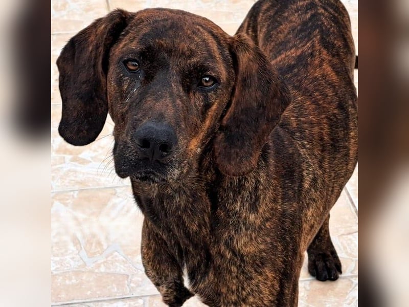 Nathan geb. 01/2022 (GRC) - verspielter, charmanter und wunderschöner Rüde!