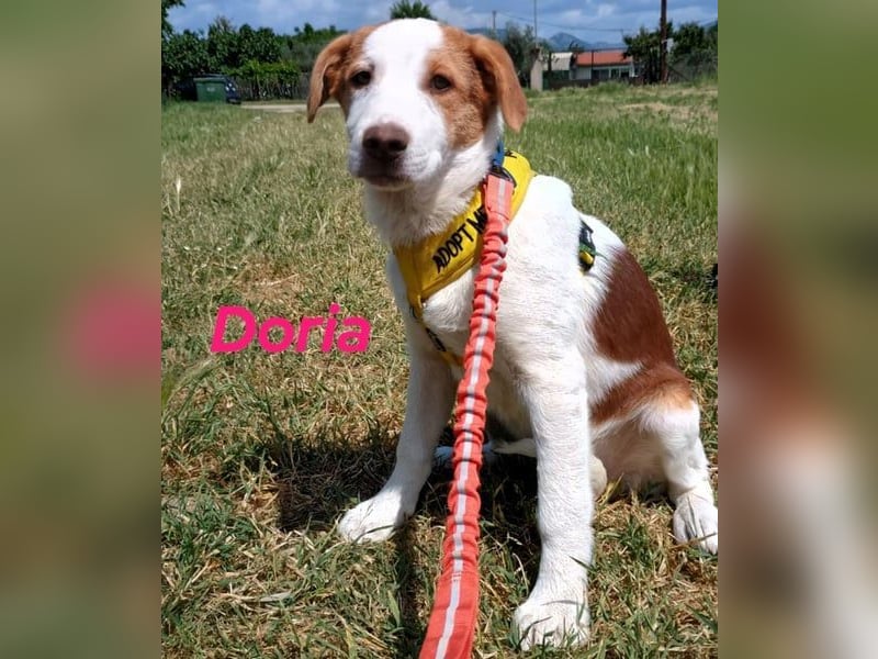 Doria geb. 12/2024 (GRC) - verspielte und verschmuste, kleine Welpin! Doria geb. 12/2024 (GRC) - verspielte und verschmuste, kleine Welpin!