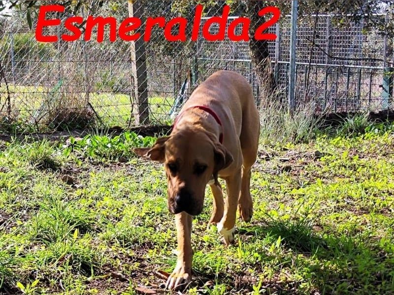 Esmeralda2 geb. 09/2022 (ESP) - ausgeglichene und anhängliche Hündin!