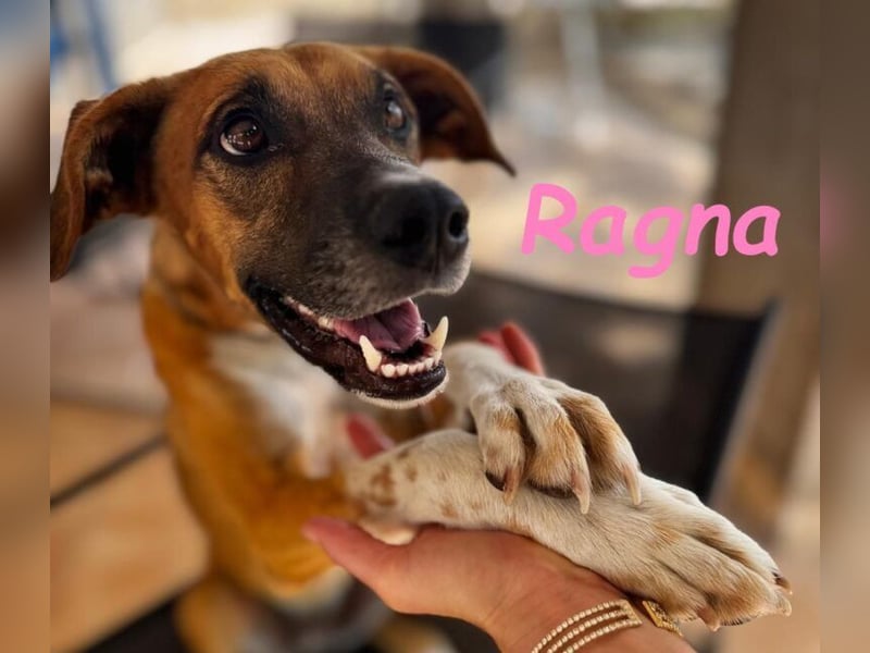Ragna geb. 01/2025 (ESP) - gutgelaunte, freundliche Junghündin auf der Suche!