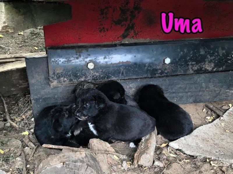 Uma geb. 03/2025 - freundliche und liebevolle Junghündin!