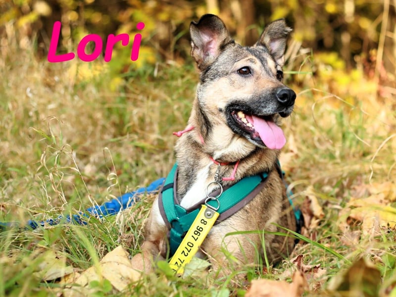 Lori geb. 01/2022 - treue, ruhige und unglaublich liebe Hündin!