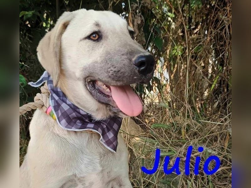 Julio geb. 12/2024 (GRC) - ausgeglichener und sozialer Junghund!