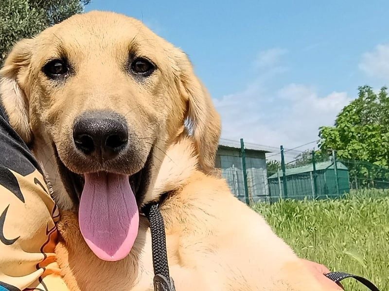 Petros3 geb. 12/2024 (GRC) - ausgeglichener, freundlicher und geselliger Welpe! Petros3 geb. 12/2024 (GRC) - ausgeglichener, freundlicher und geselliger Welpe!