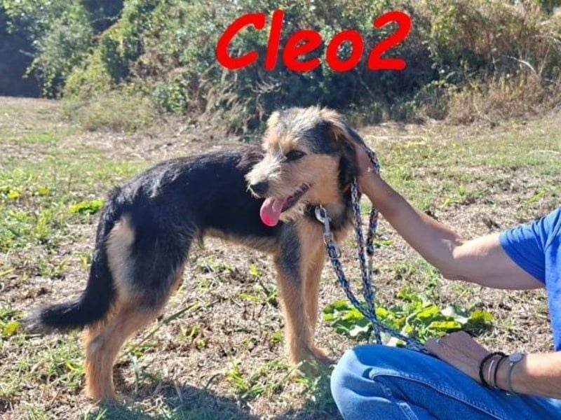 Cleo2 geb. 01/2025 (GRC) - freundliche Junghündin sucht ihr Körbchen!