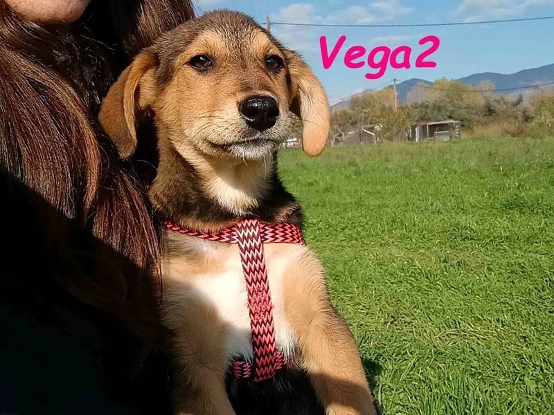 Vega2 geb. 08/2025 (GRC) - zärtliche und anhängliche Welpin!