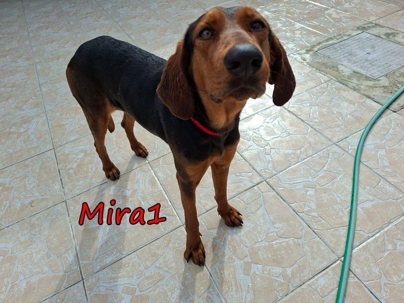Mira1 geb. 08/2024 (GRC) - menschenbezogene Jagdhund-Mix Dame sucht ein Zuhause!