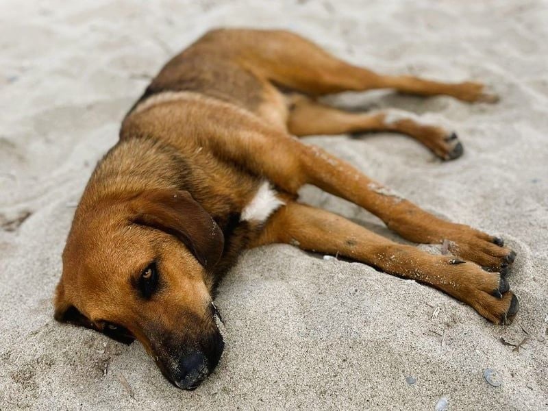 Bono2 geb. 10/2024 (GRC) - entspannter und menschenbezogener Junghund!