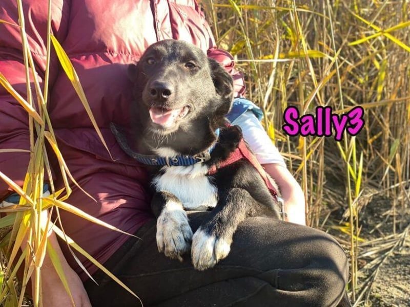 Sally3 geb. 04/2021 - sooo sanfte und verschmuste Hündin sucht liebevolle Menschen!