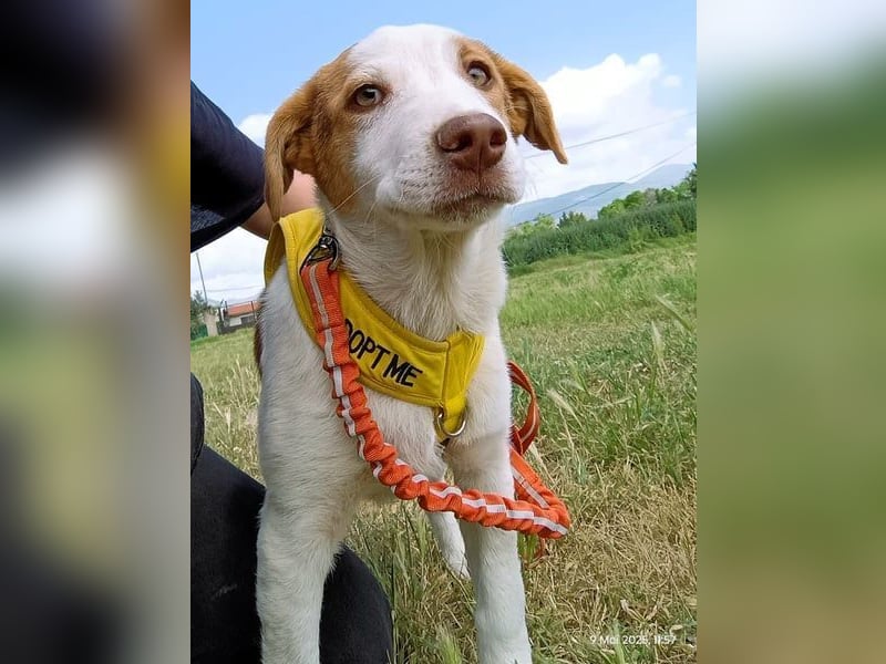 Doria geb. 12/2024 (GRC) - verspielte und verschmuste, kleine Welpin! Doria geb. 12/2024 (GRC) - verspielte und verschmuste, kleine Welpin!