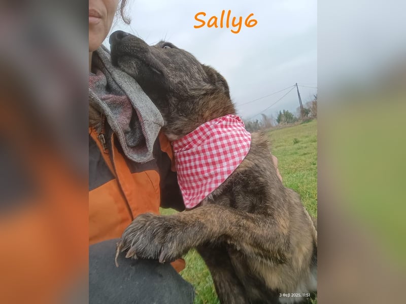 Sally6 geb. 2020 (GRC) - sanftmütige, ruhige und liebenswerte, wunderschöne Hündin!