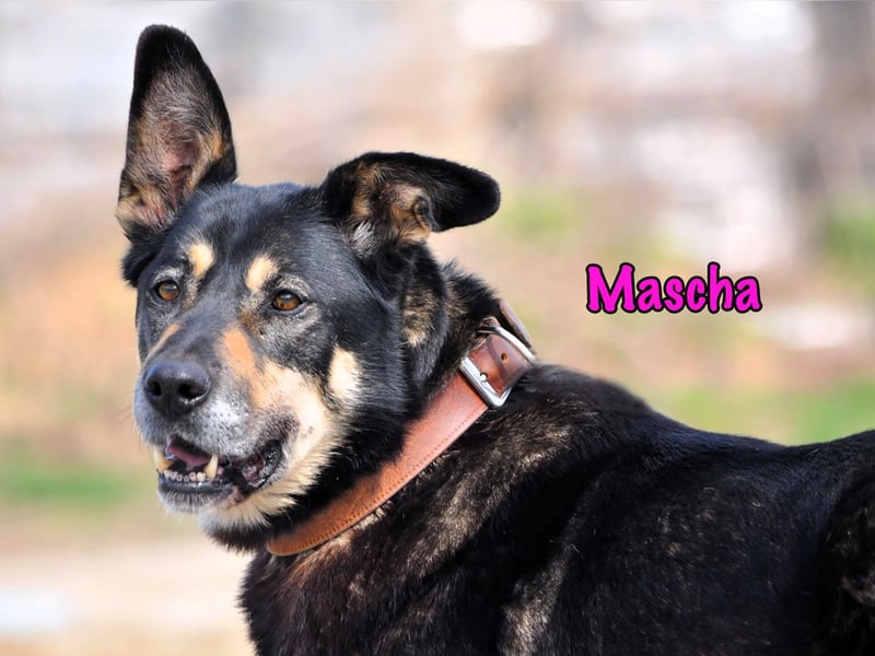 Mascha geb. 11/2016 - genügsame, brave und unglaublich verschmuste Hündin!