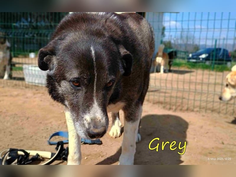 Grey geb. 11/2017 (GRC) - süßer mit einem großem Herz sucht ein warmes Zuhause!