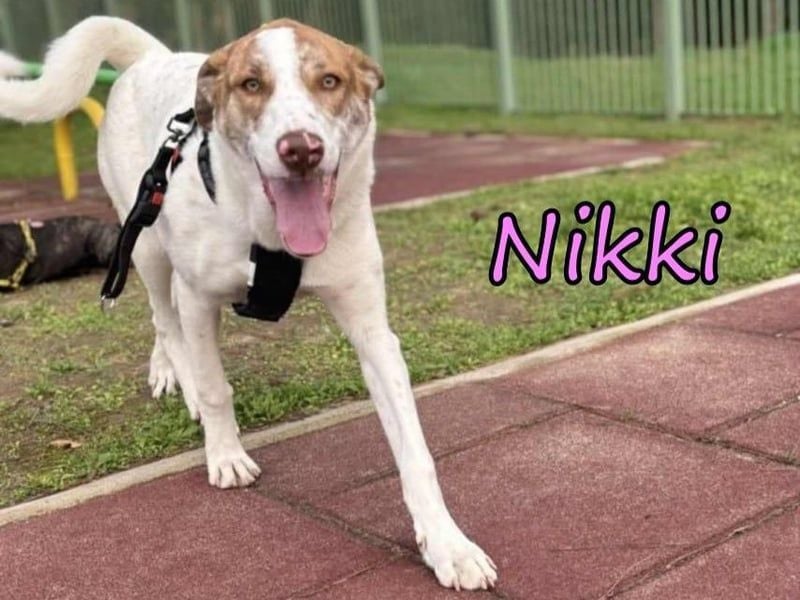 Nikki geb. 03/2025 (GRC) - verträgliche, süße und lernwillige Maus sucht ein Zuhause!