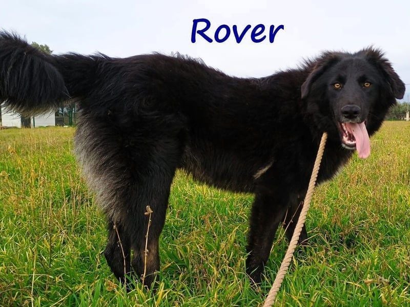 Rover geb. 04/2024 (GRC) - ruhiger, geselliger und liebenswerter Junghund!