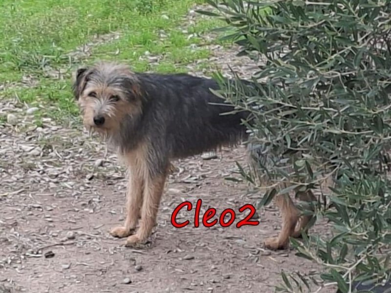 Cleo2 geb. 01/2025 (GRC) - freundliche Junghündin sucht ihr Körbchen oder Pflegestelle!