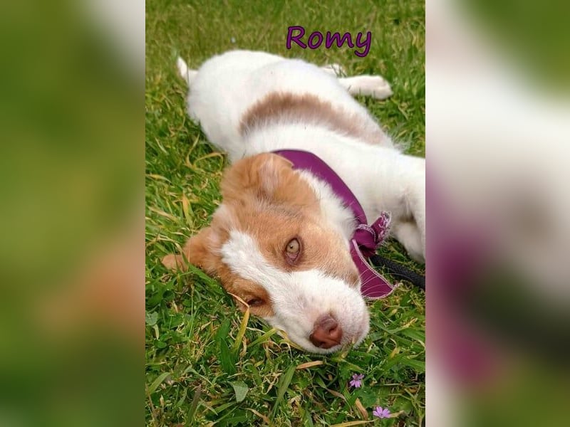 Romy geb. 12/2025 (GRC) - fröhliches und verspieltes Mädchen sucht ein Für-immer-Zuhause!