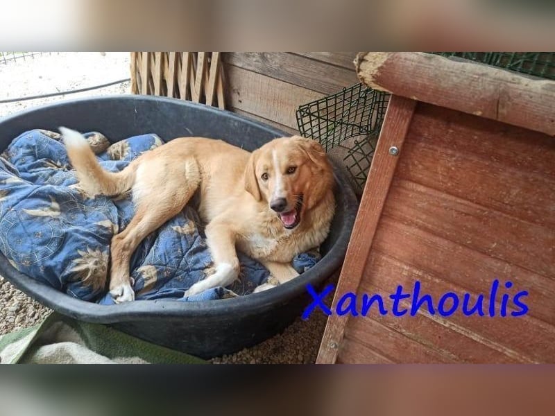 Xanthoulis geb. 01/2019 (GRC) - kluger, fröhlicher und menschenbezogener Rüde!
