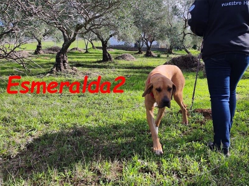 Esmeralda2 geb. 09/2022 (ESP) - ausgeglichene und anhängliche Hündin!