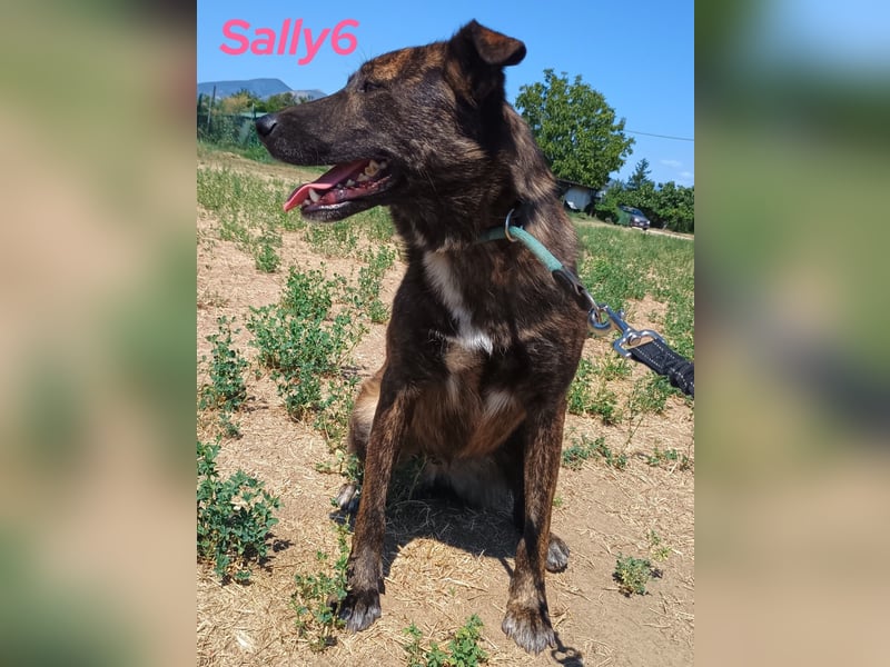 Sally6 geb. 2020 (GRC) - sanftmütige, ruhige und liebenswerte, wunderschöne Hündin!